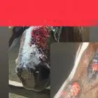 إيواء علاجي للخيل