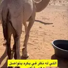 بكره