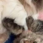 قطه لتبني