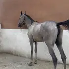خيل