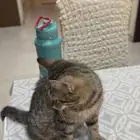 ذكور لي التبني