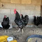 دجاج تركي بياض