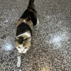 بسه واثنين اولاد للبيع