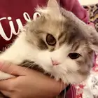 قطو قط