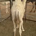 قعود للبيع