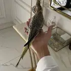 كروان اليف وهدد