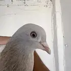 مطلوب حمام تركي معقد بسعر مناسب