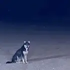 كلبين هاسكي