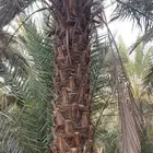 للبيع نخل طويل وادي الدواسر السليل