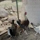 فريج للبيع العمر شهرين الصحة شرط