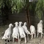 خرفان للبيع