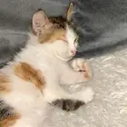 قطه للتبني يدينها مكسوره لاصحاب الخير