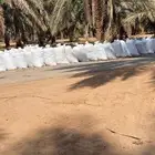 تمر علف