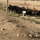 معزا عوراض