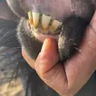 فحل عارضي رباع