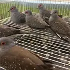 يمام ماسي