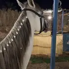 حصان للمبتدئين