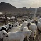 طليان سواكن شبيه الحري جبره