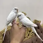 طيور حب اليفه