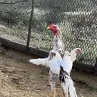 زوج سندي   العرضيات