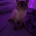 قط لتبني ذكر عمره سنه