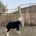 مشروع فحل نجدي