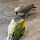 صن كنيور اليف وهدد داخلي