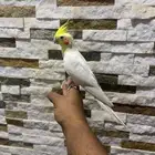 كروان لاتينو مميز .تم البيع