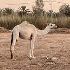 مفروده طيبه للبيع الموقع الشملي