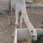 بكرة للبيع اقتناء او ذبح