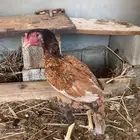دجاجة سندي العدد 2