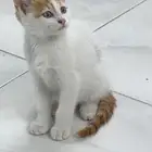 قطط تبني