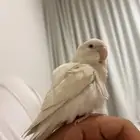 روز اليف هدد