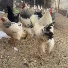 ديكين ودججتين