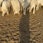 طليان حري مربوطه