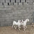 عنقان