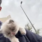 كيتن راغدول
