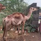 قعود للبيع مشروط من كل العذاريب