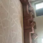 كنب و اسره اثنين حديد وفرش