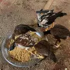 فروخ دجاج سندي بيور