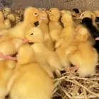 صوص بط بكيني