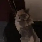 قطه ضايعه بالاحساء الهفوف حي الزهره