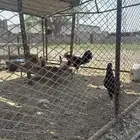 دجاج بلدي