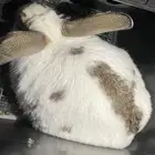 ارانب دفع بابيون شنشلا و ايطالي