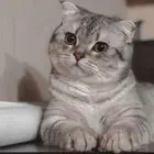 قط سكوتش ستريت للبيع بمبلغ 200