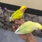 بسم الله الرحمن الرحيم