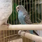 طيور حب زوج