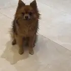 كلب ذكر بومرينيان للبيع (بيع عاجل)