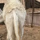 قعود