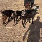 معز العد 2 وجفرتين. وفحلها.